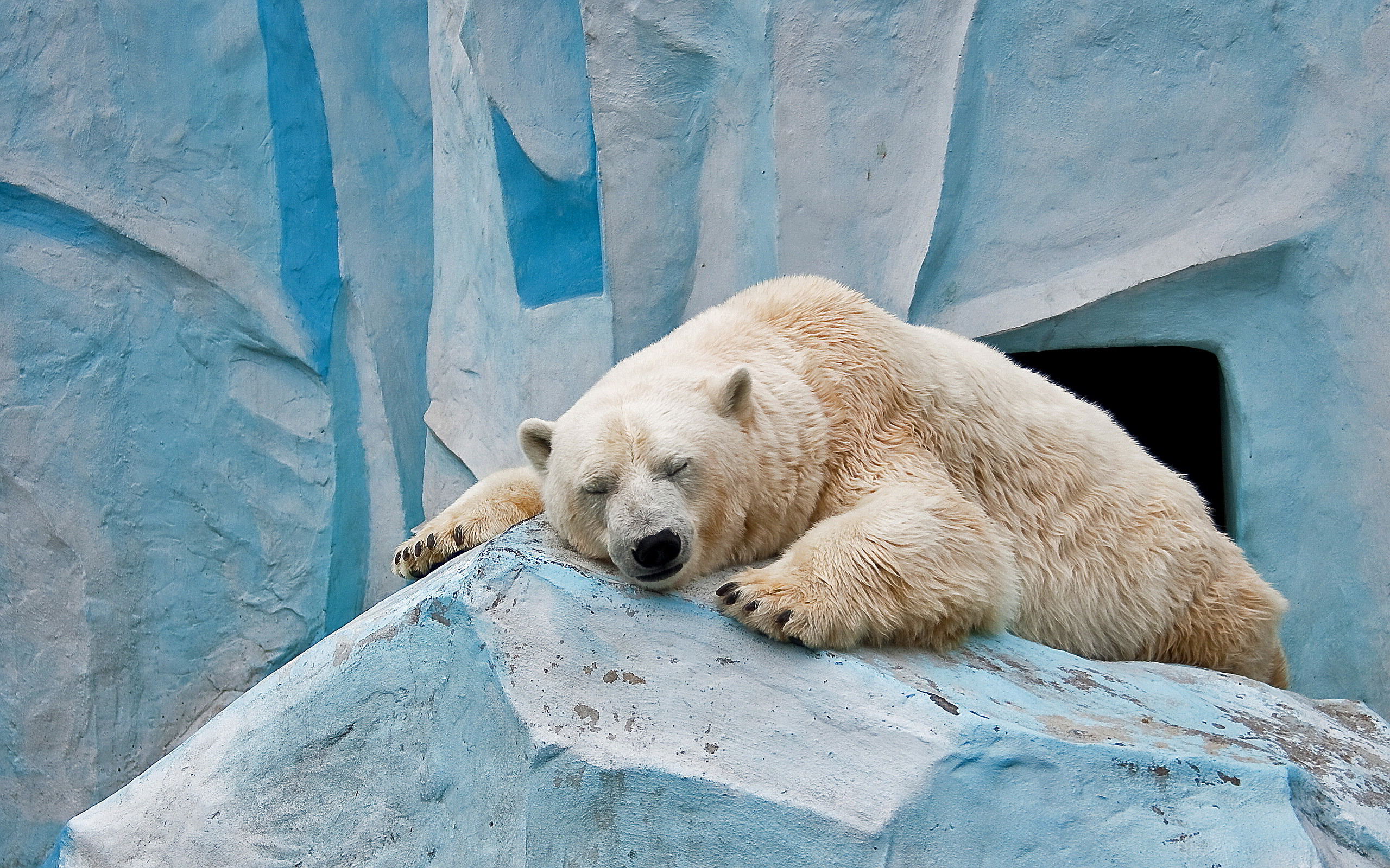 Polar Bear Wallpaper For Desktop Top Ranked