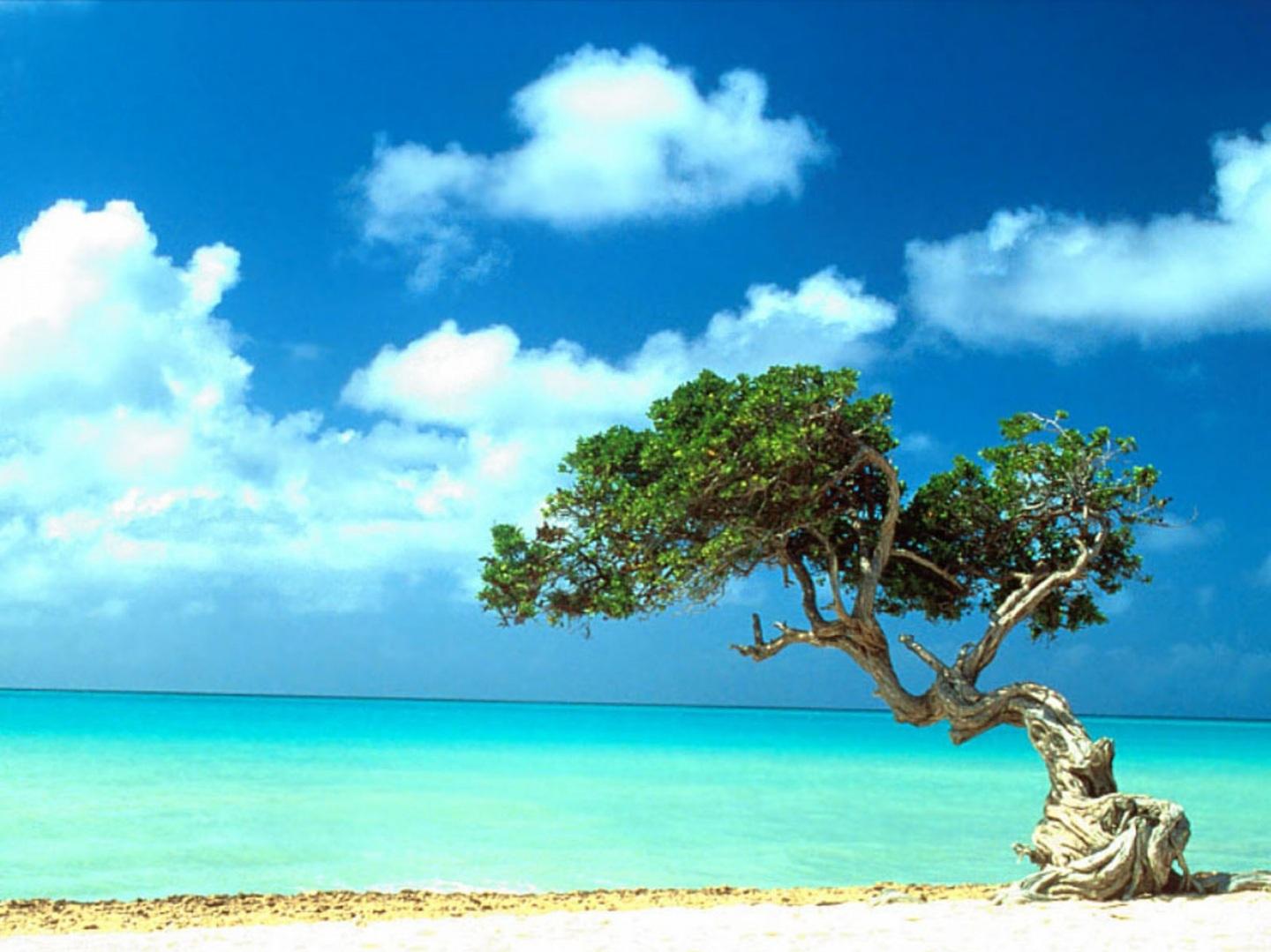 Fondos De Pantallas Y Aruba Beach Lonely Tree HD Travel Im Genes