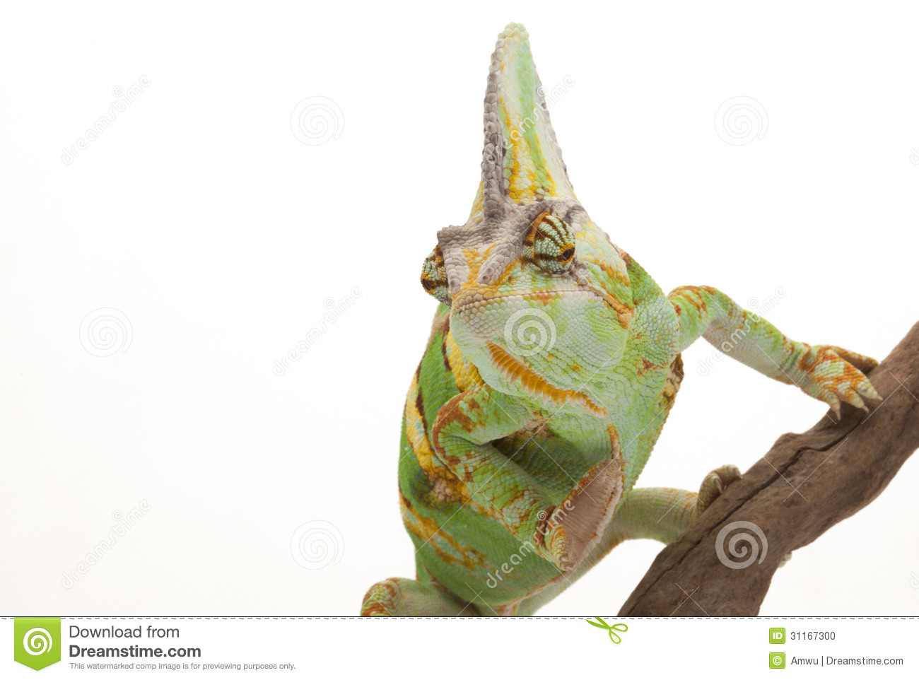 Veiled Chameleon Chamaeleo Calyptratus Isolated On White Background