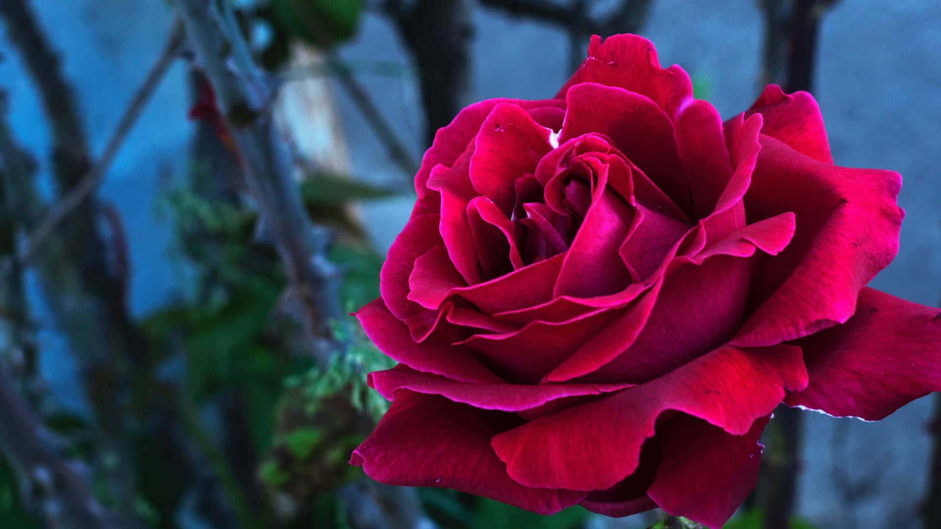 This Cute Rose Brightens Everything Wallpaper