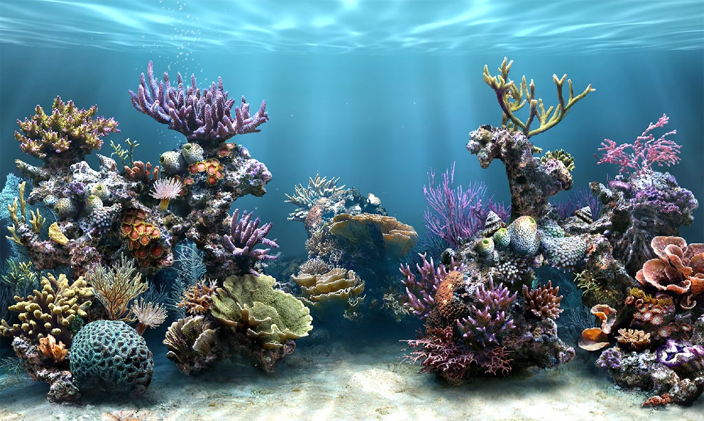 free marine aquarium screensaver download