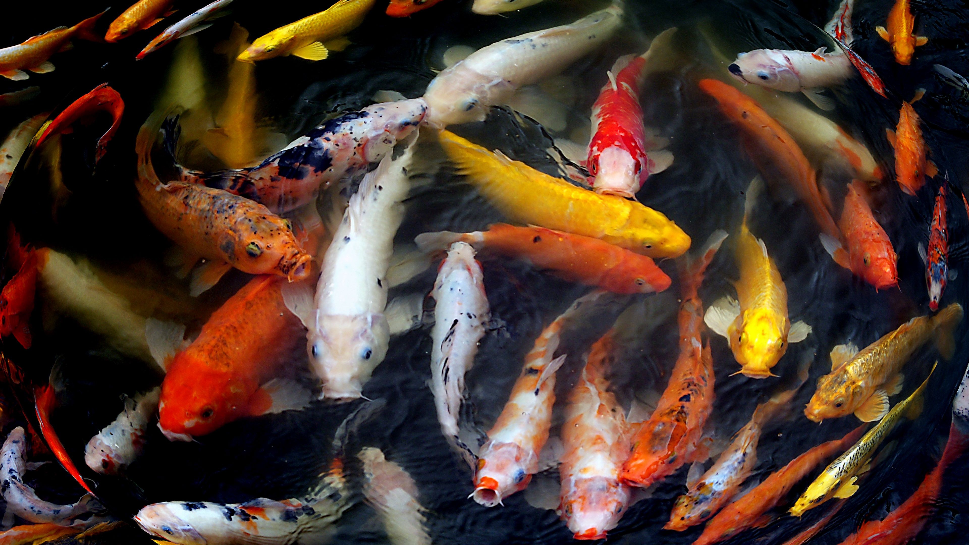 Colorful Fish Wallpaper HD