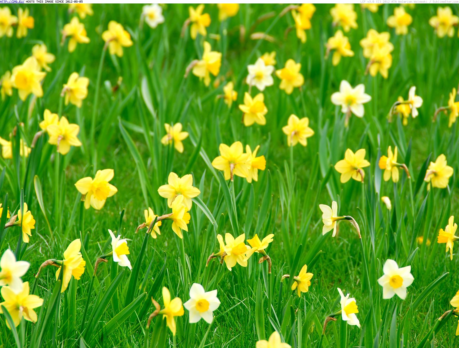 Spring Daffodil Desktop Wallpaper