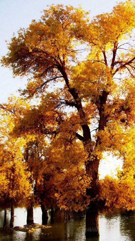 Nature Fall Golden Trees Wallpaper For Mobile Phone