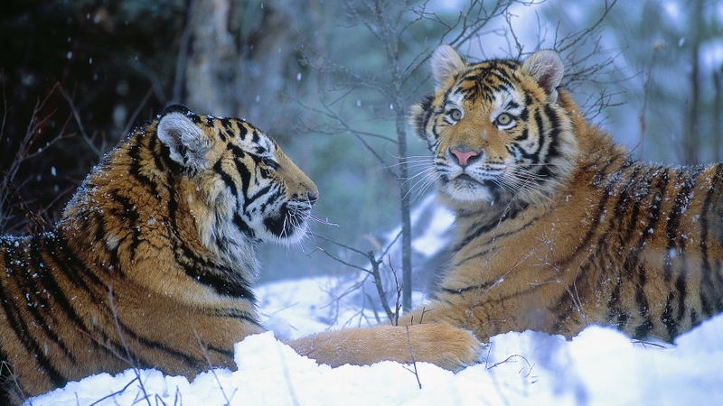 Winter China Animals Tigers Wallpaper Nature HD