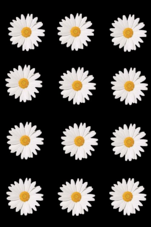 daisy flowers iphone wallpaper