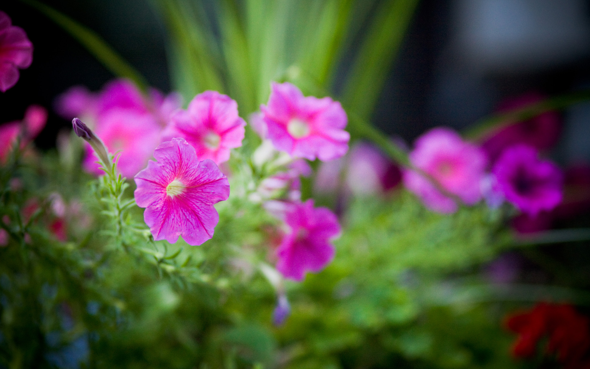 May Flowers HD Wallpaper For Your Desktop Background Or