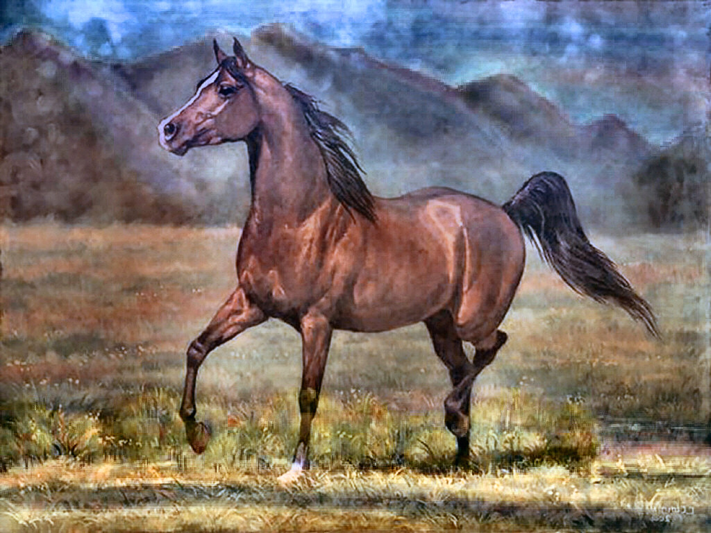Bay Arabian Horse Wallpaper