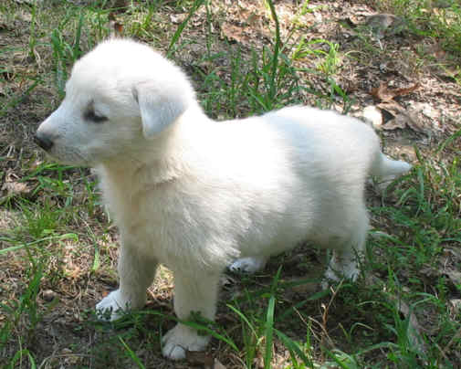 Pictures Of White German Shepherd Puppies Dog Shepherds