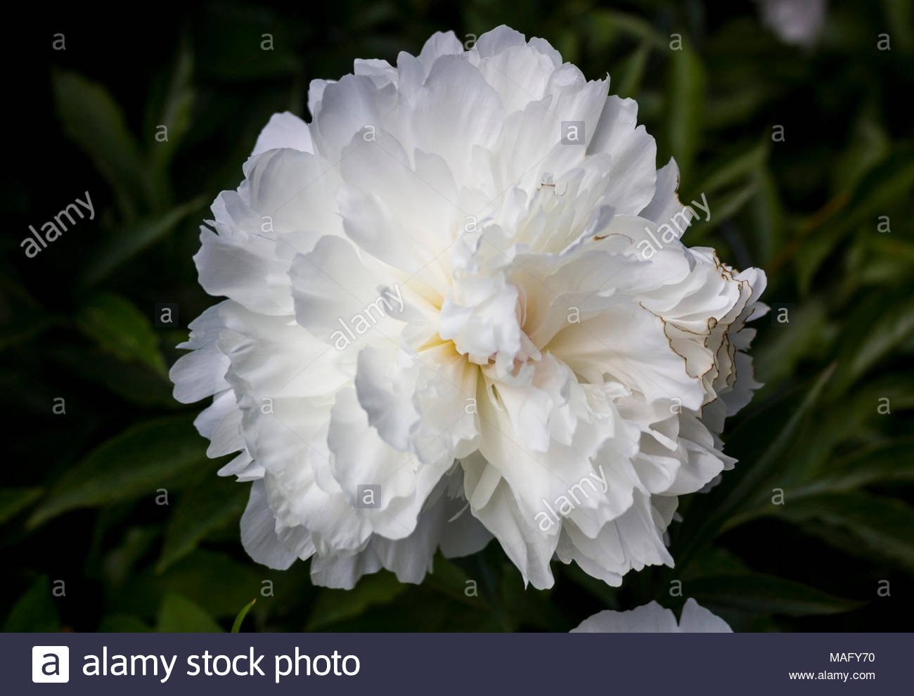 [44+] Frilly Background | WallpaperSafari