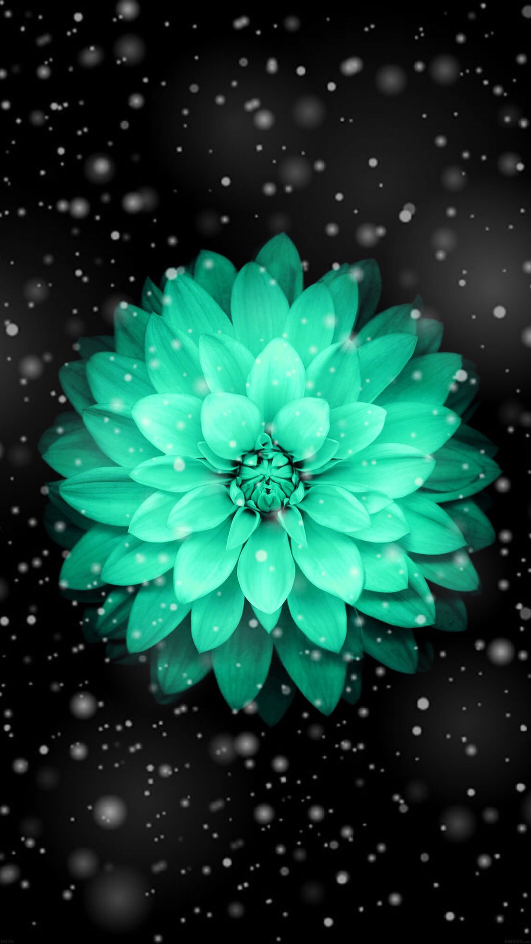 This One Is Pretty Much An Apple Background Because The Flower