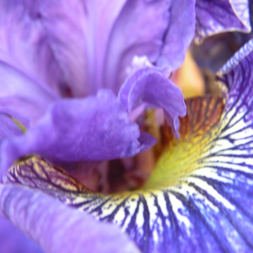 Purple Iris Wallpaper