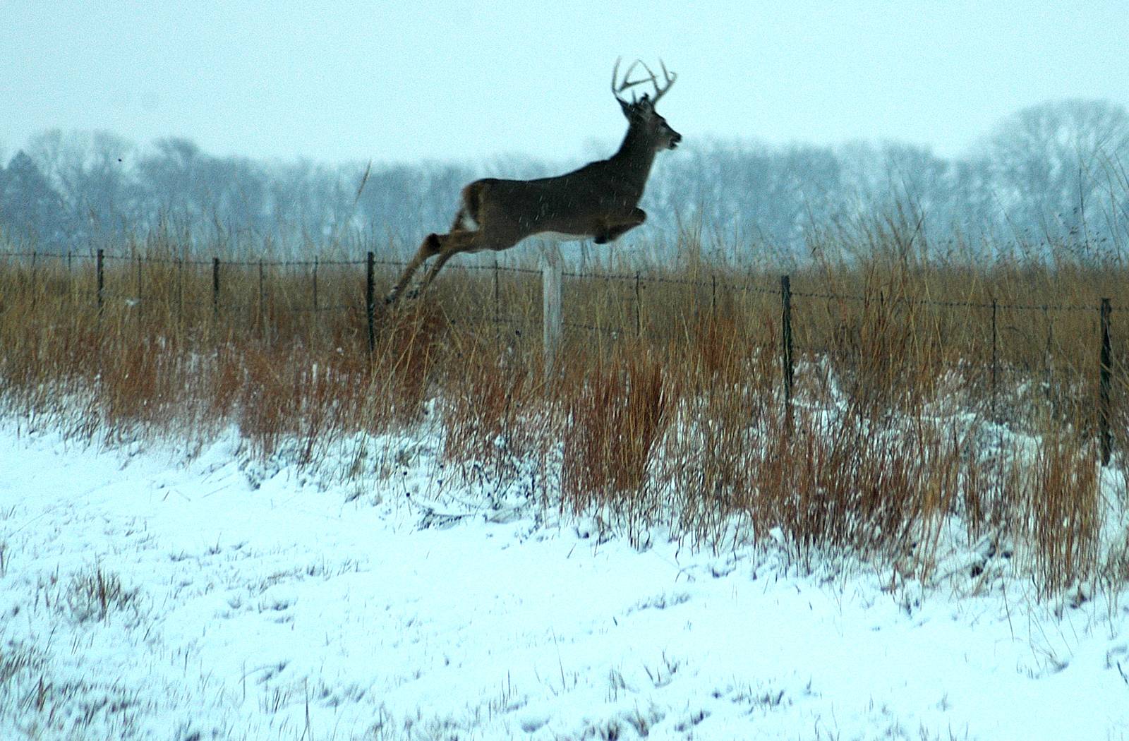 Whitetail Deer Desktop Background