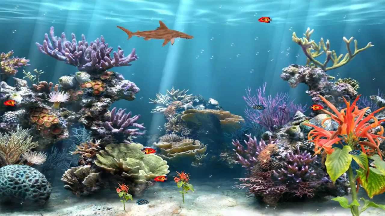 Coral Reef Aquarium Animated Wallpaper httpwwwdesktopanimatedcom