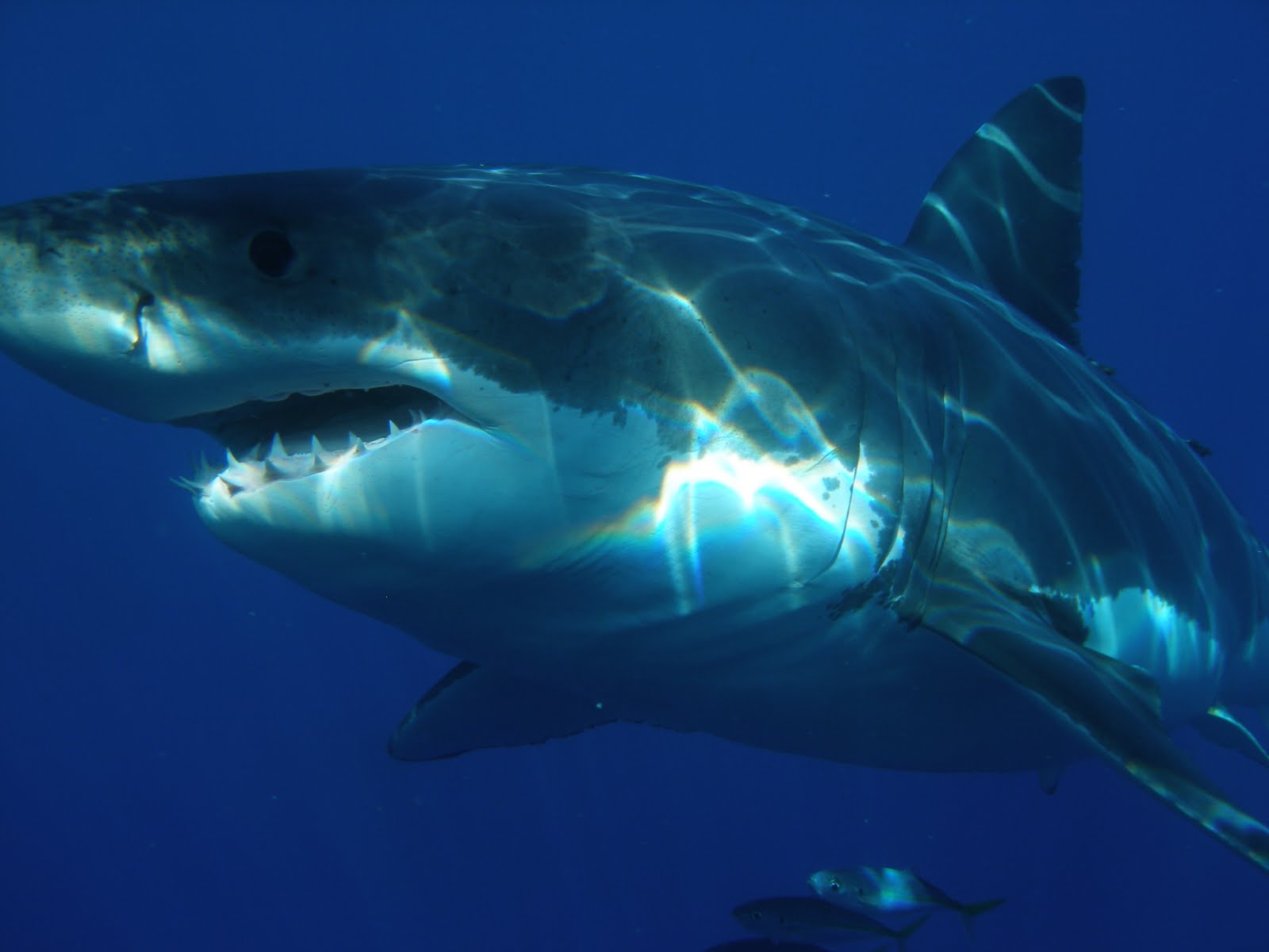 Great White Shark Image HD Wallpaper In Animals Imageci