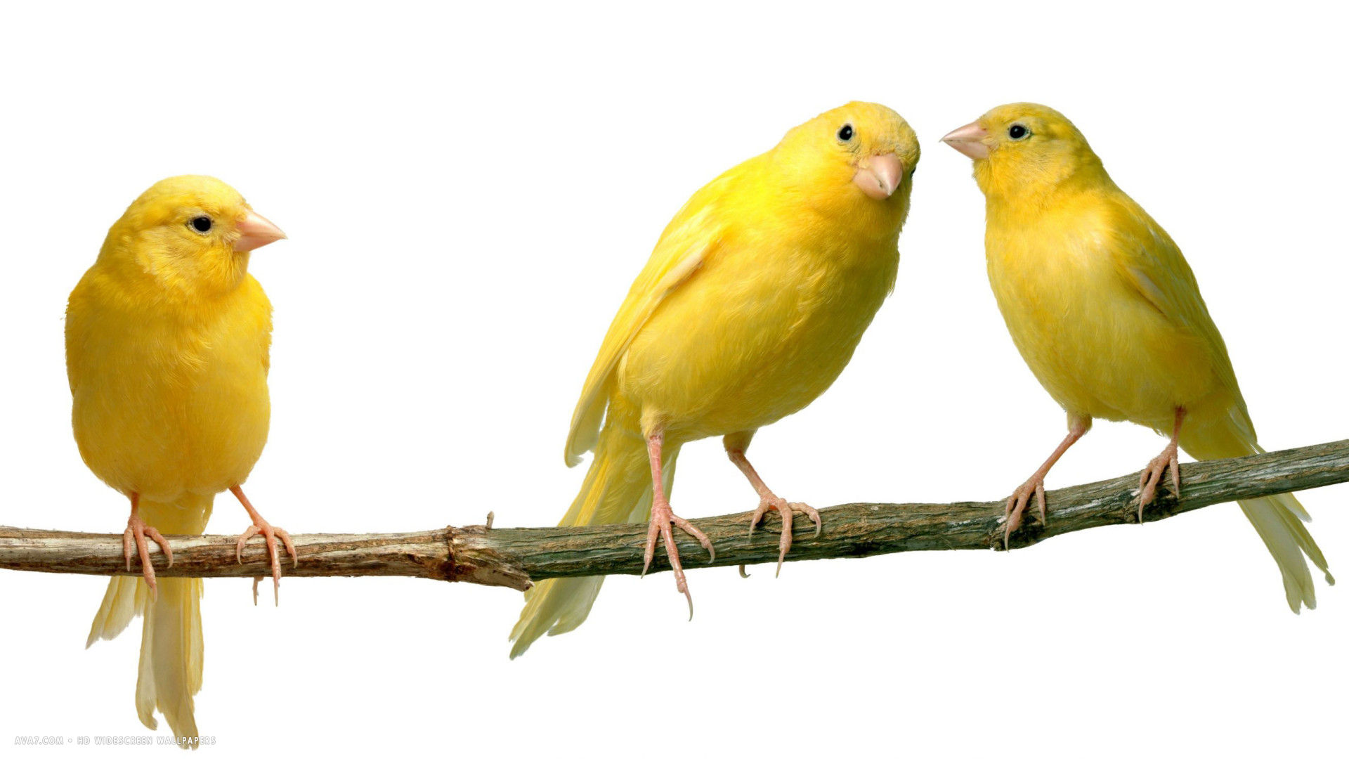 Canary Canaries Serinus Canaria Domestica Bird HD Widescreen