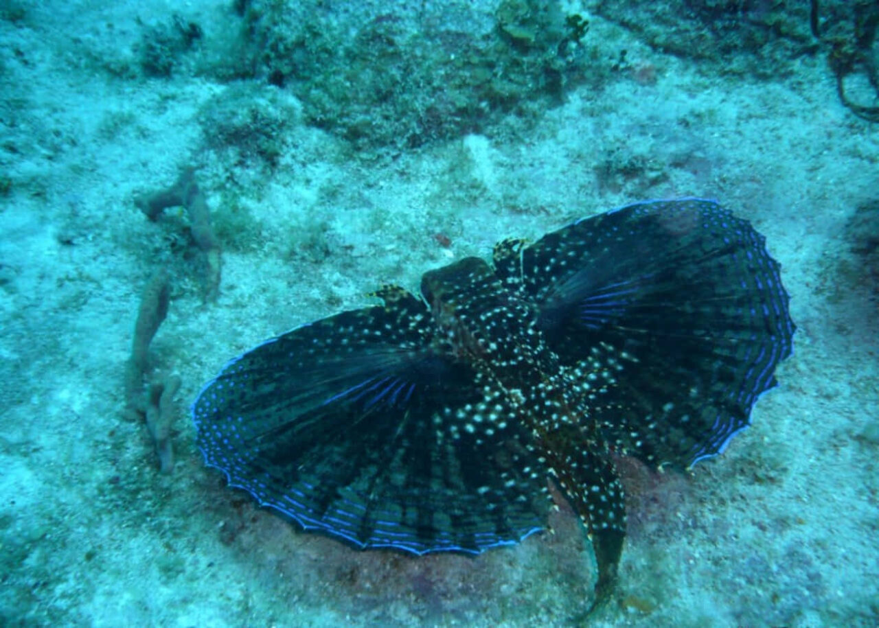 Exotic Flying Gurnard Underwater Wallpaper