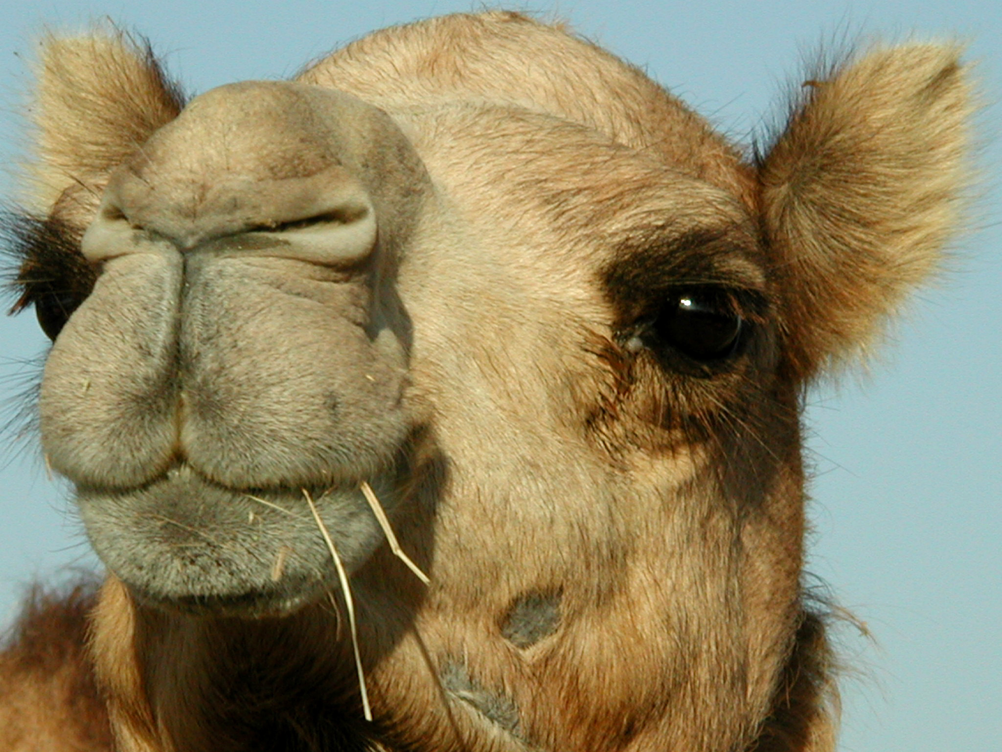 Hump Day Camel Wallpaper Face
