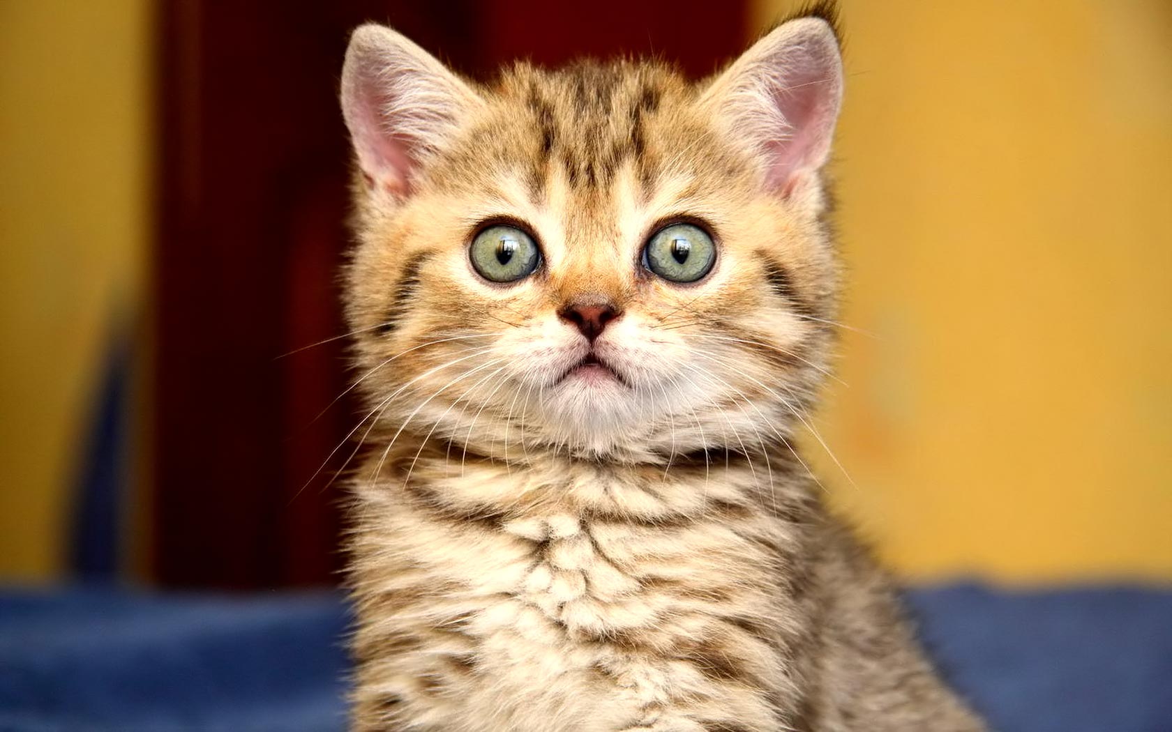 Widescreen HD Wallpaper Animals Cute Golden Kitten