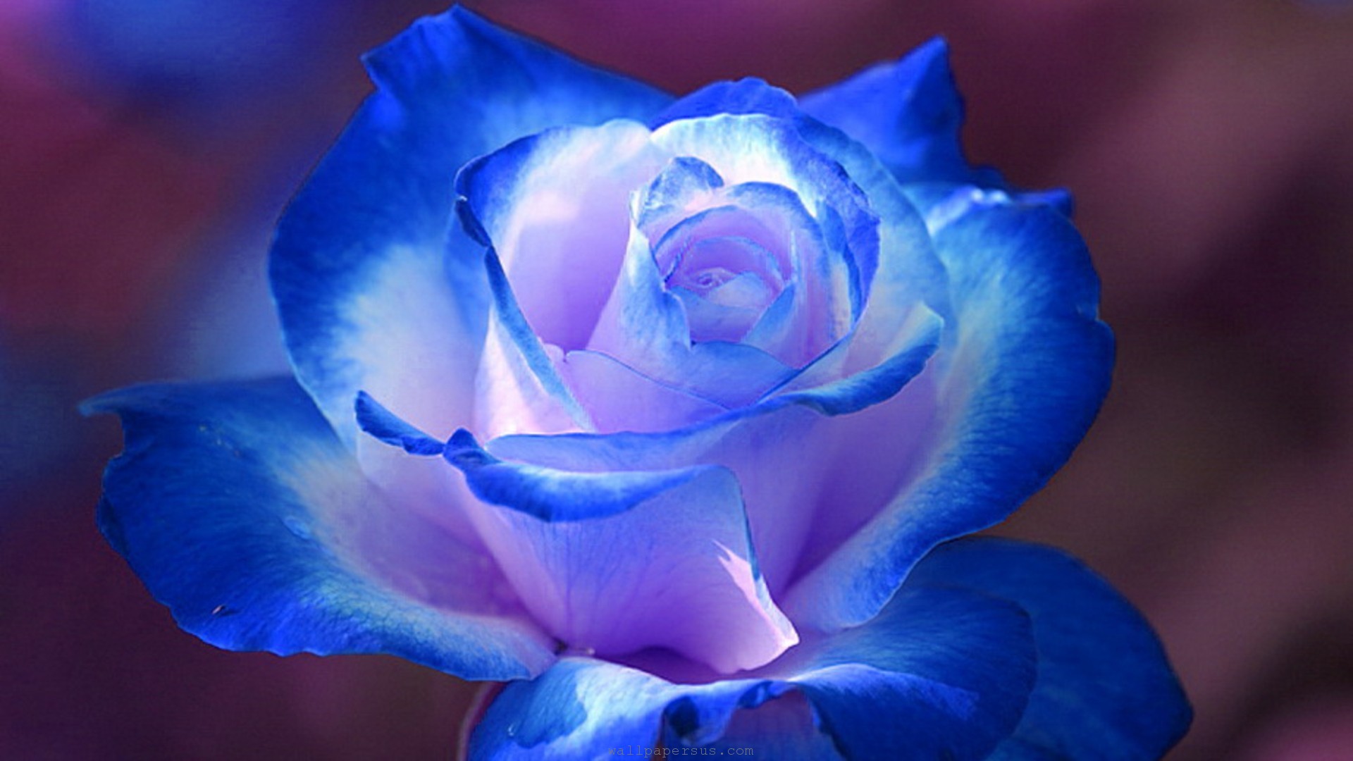 Blue Rose Wallpaper High Definition