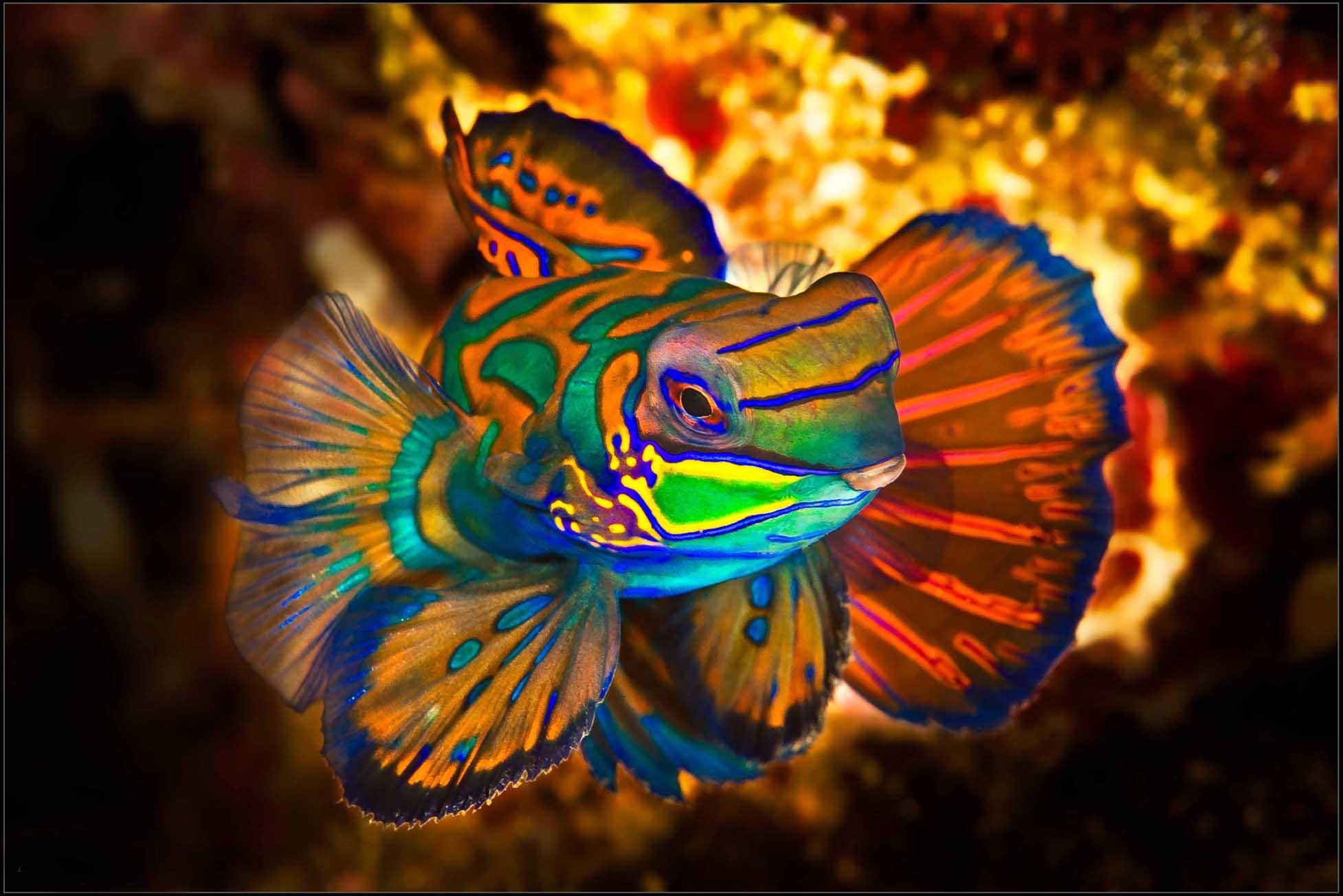 Mandarin Fish Wallpaper HD