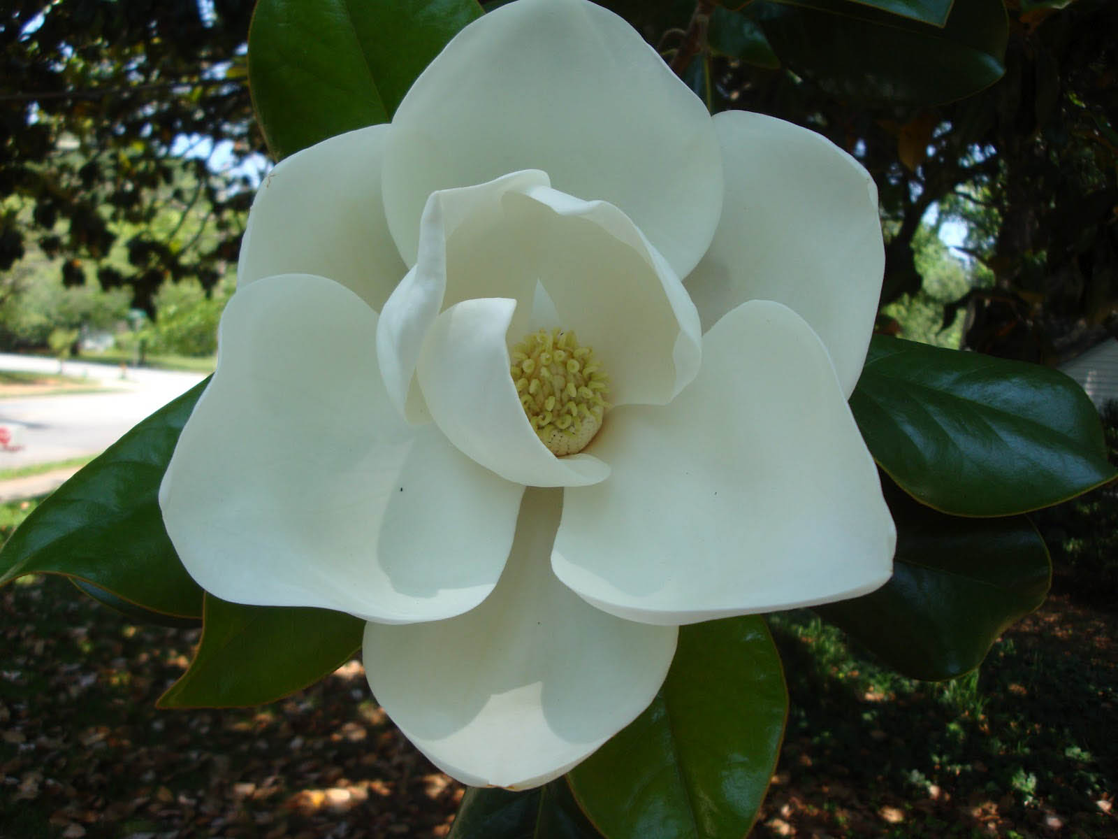 Wallpaper Magnolia Blossom
