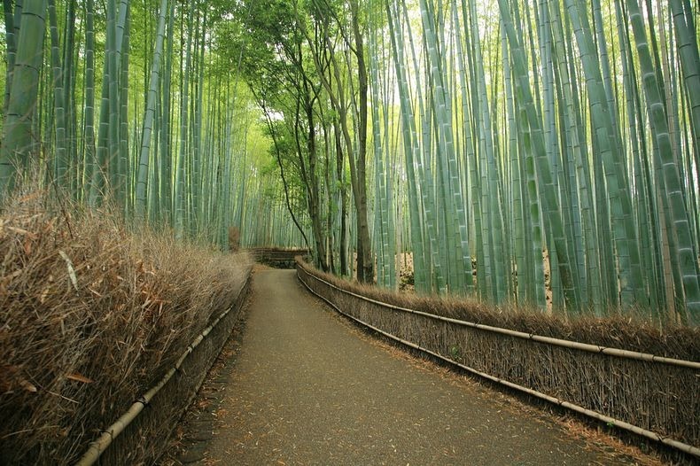 Sagano Bamboo Forest At Arashiyama Kyoto Amusing Pla