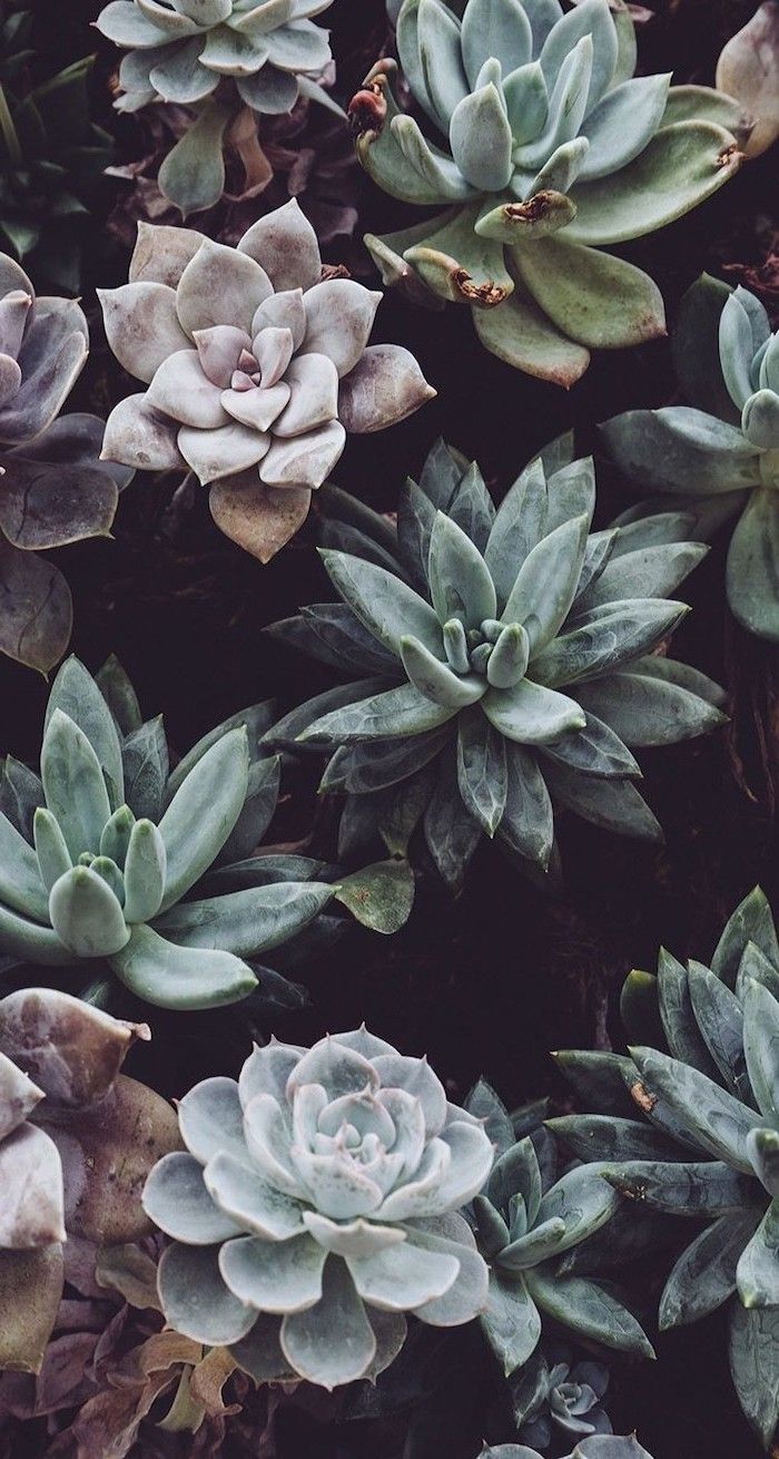Amazingly Cute Background To Grace Your Screen Plant