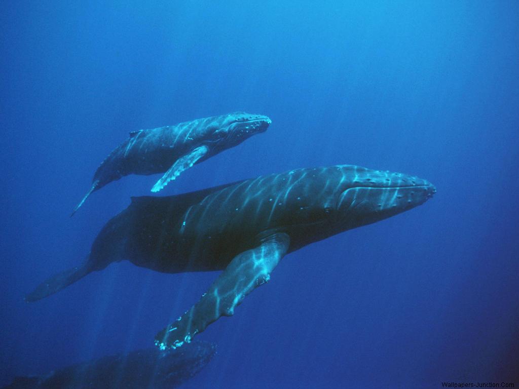 Whale Is A Marine Mammal Belonging To The Suborder Of Baleen Whales