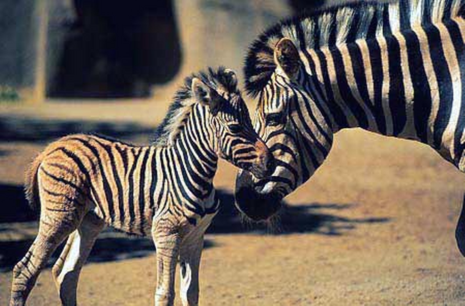 Newborn Baby Zebras HD Wallpaper Background Image