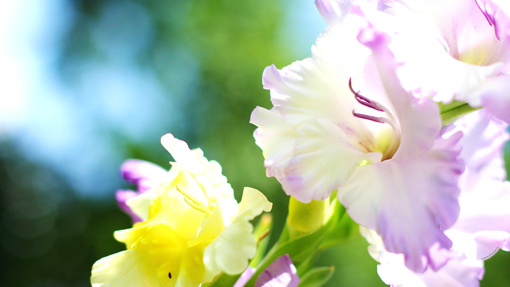 Gladiolus Flower HD Desktop Wallpaper For Wides