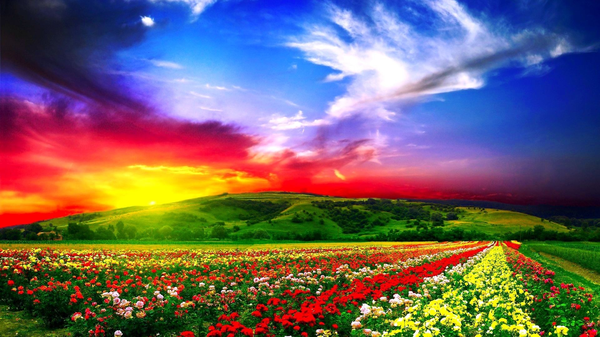 Gorgeous Sky Over Beautiful Fields Of Flowers Wide HD New