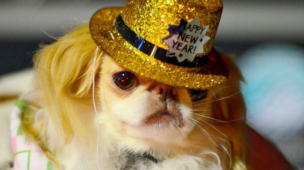 New Year S Eve A Bad Night For Pet Er Visits Abc News