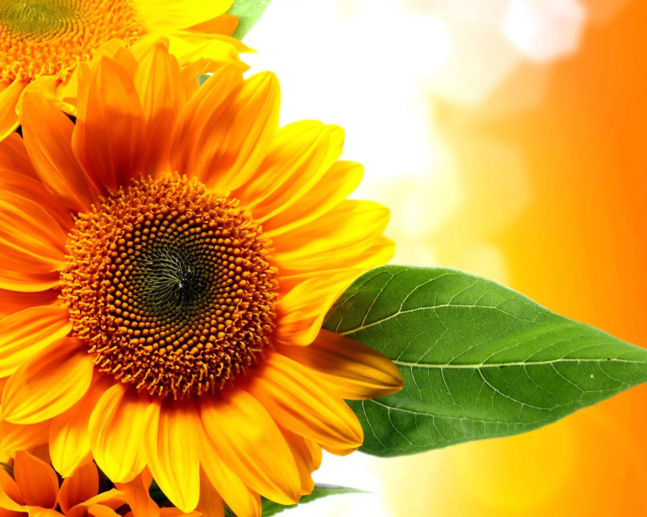 Sunflower And Roses Wallpaper
