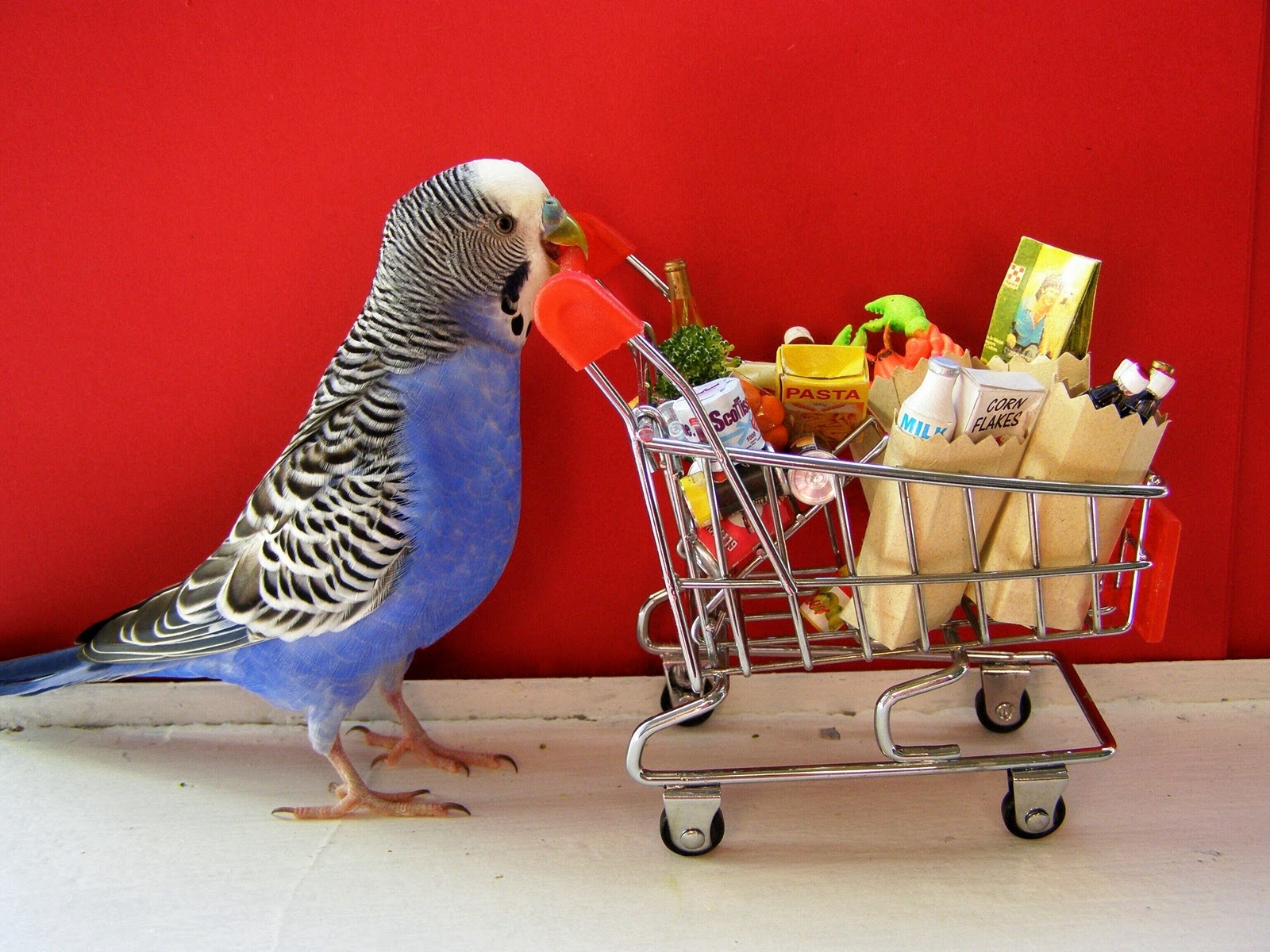 Budgie Wallpaper And Background Image Id