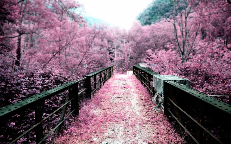  cherry blossoms flowers bridges pink flowers 2800x1750 wallpaper