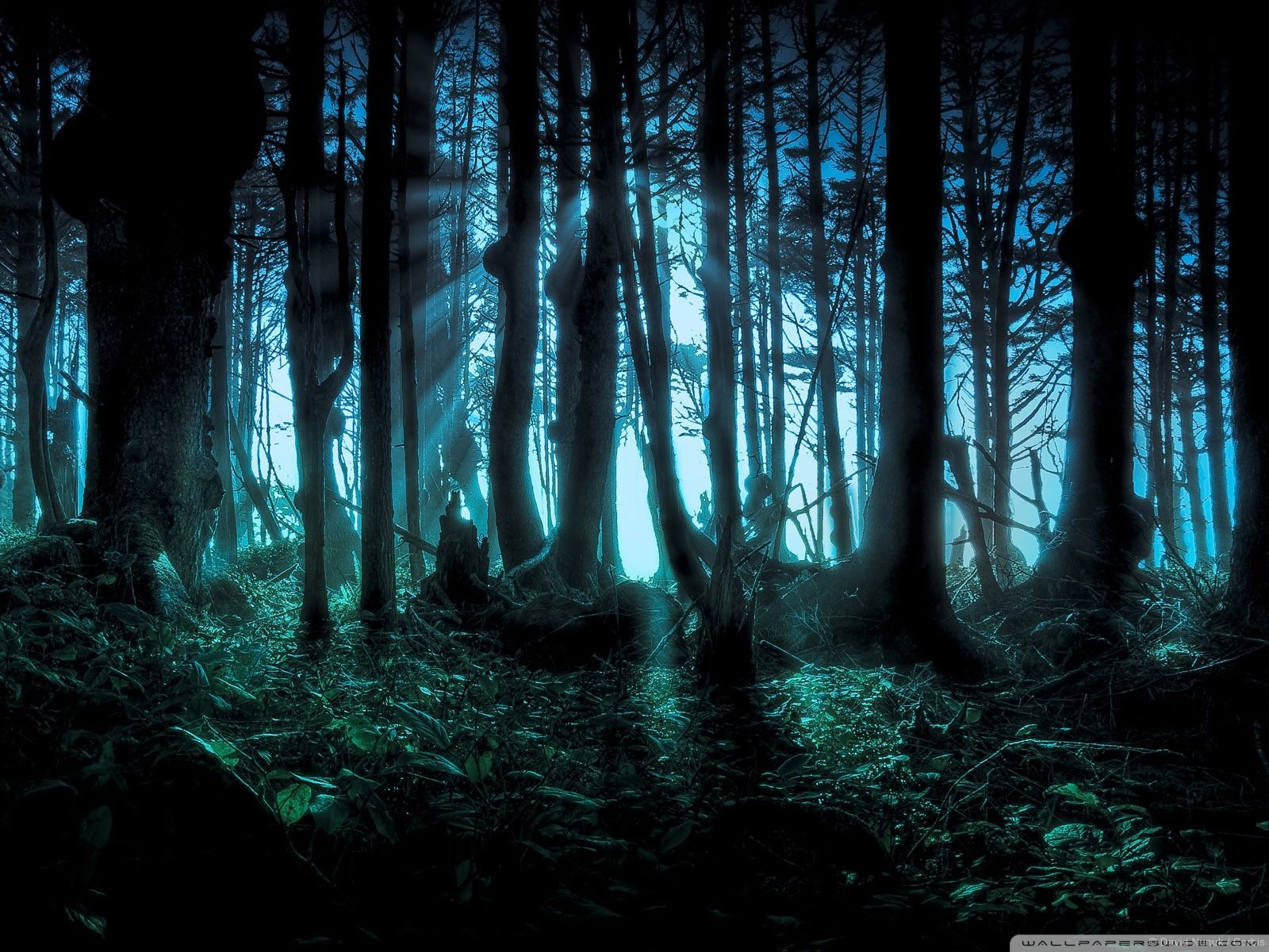 Mystery Forest Wallpaper Top Background