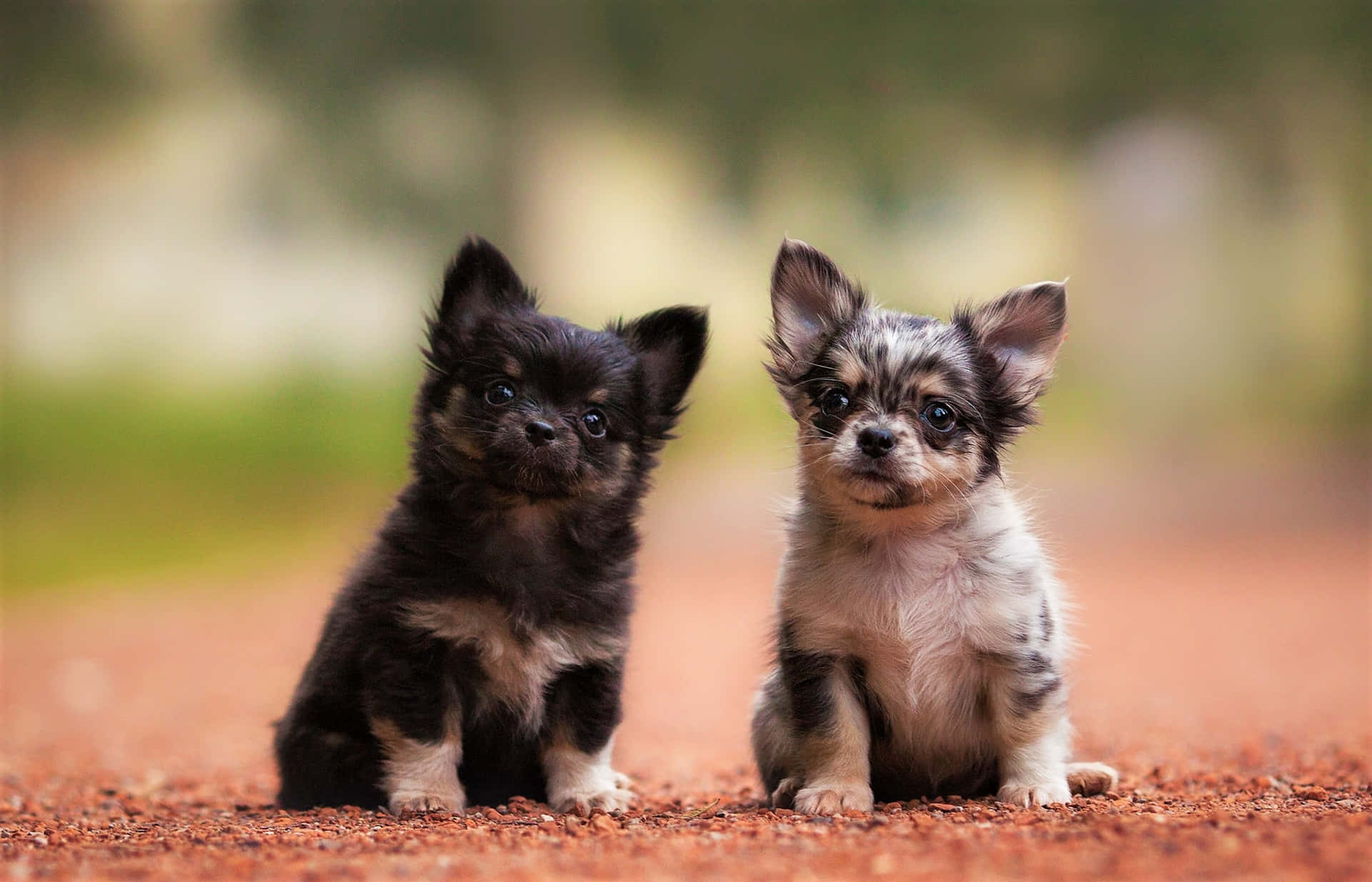 Two Baby Long Haired Chihuahua Dog Pbt6bpae77dyyhx2 Wallpaper