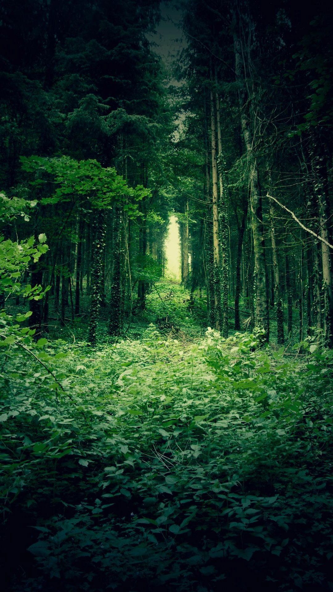 Green Forest Trees Best Htc One Wallpaper