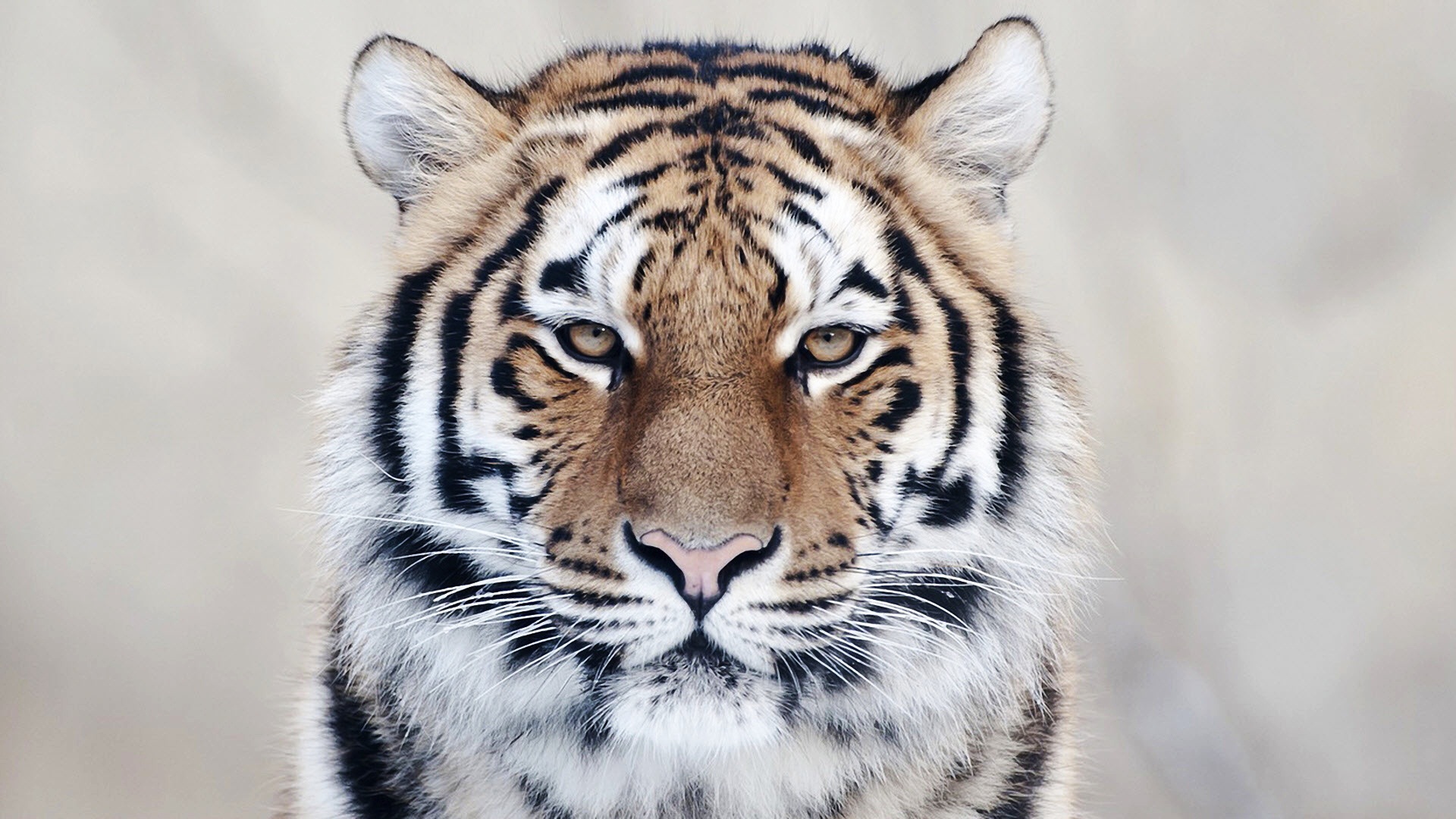 Tiger Close Up Wallpaper HD