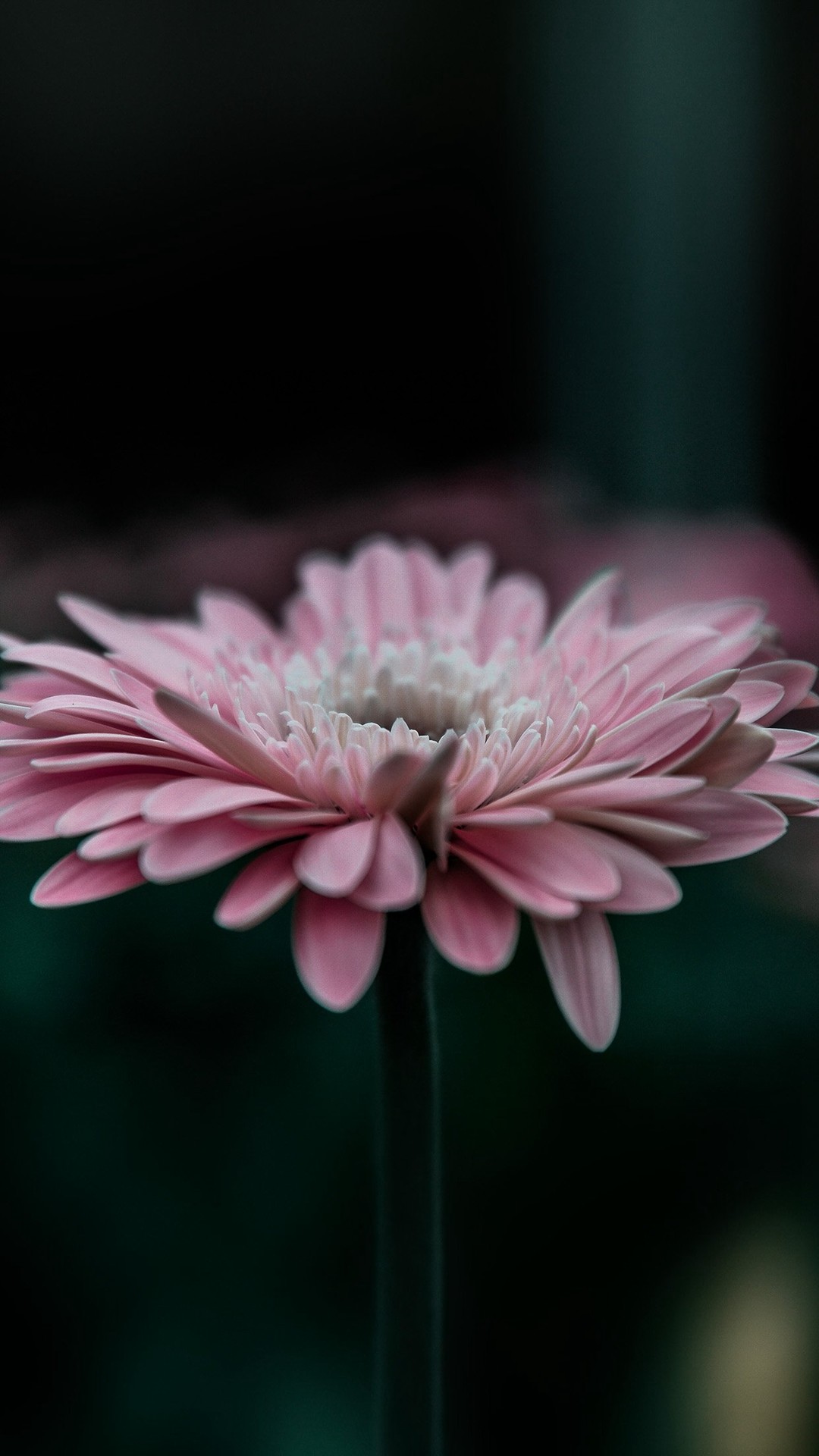 Flower Pink Calm Nature Bokeh   Peaceful Beautiful Wallpapers For
