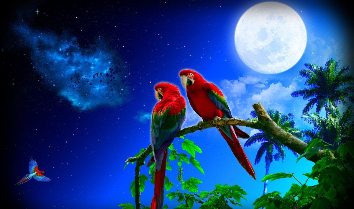World S Most Beautiful Parrot Image HD Wallpaper Diy And