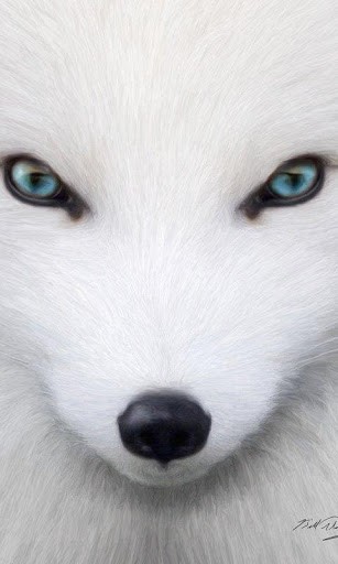 Arctic Fox Wallpaper And Background Application With Beautiful High