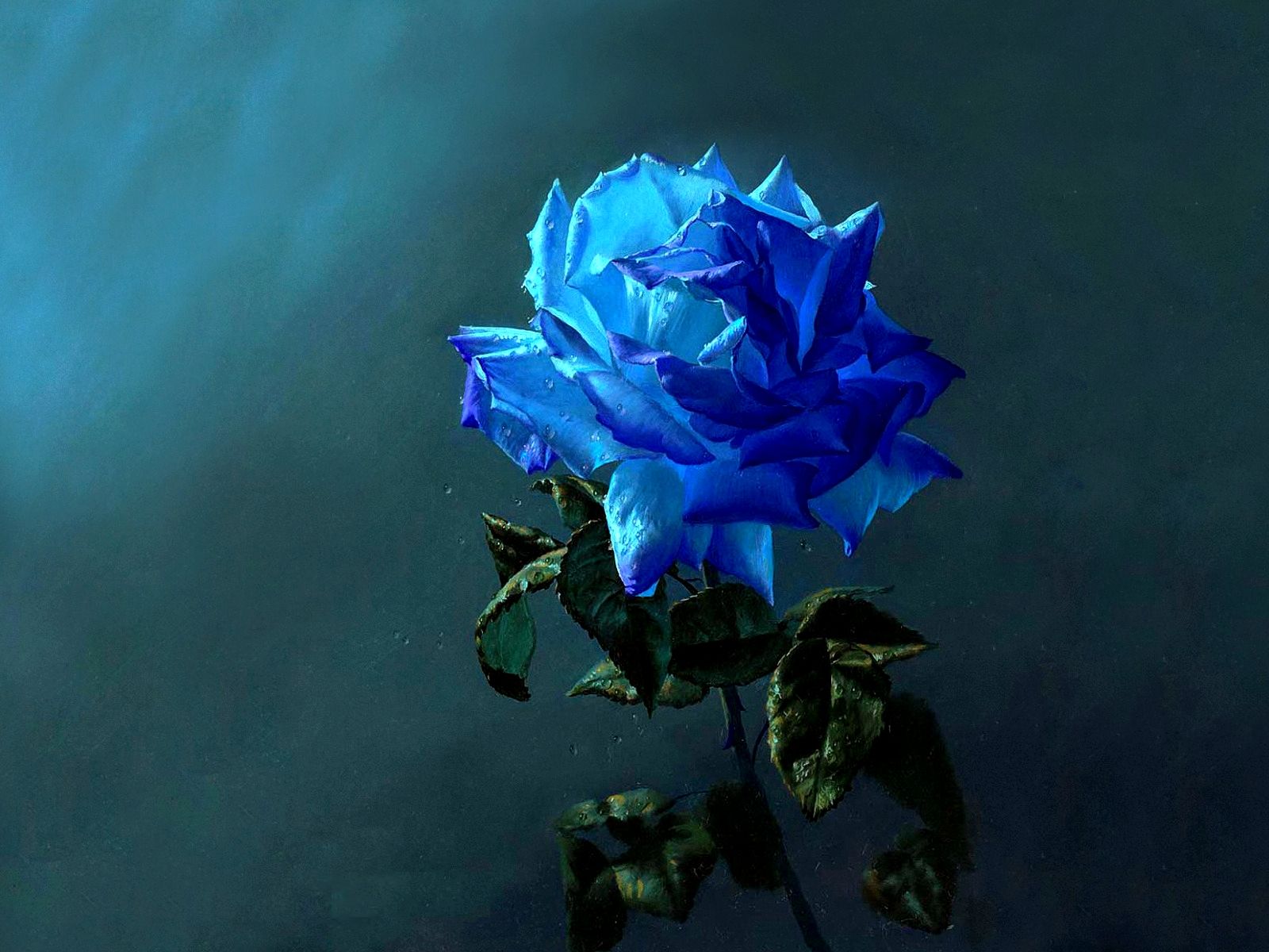 Blue Rose Wallpaper