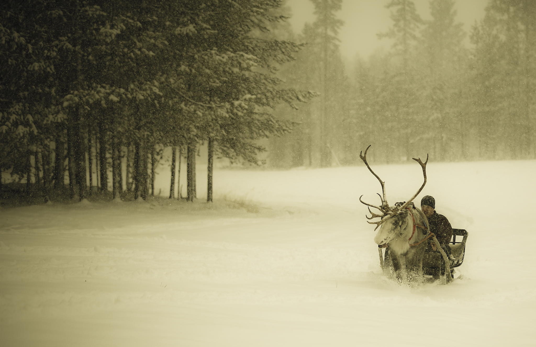 Snow Forest Man Sleigh Reindeer Finland Christmas Wallpaper Background