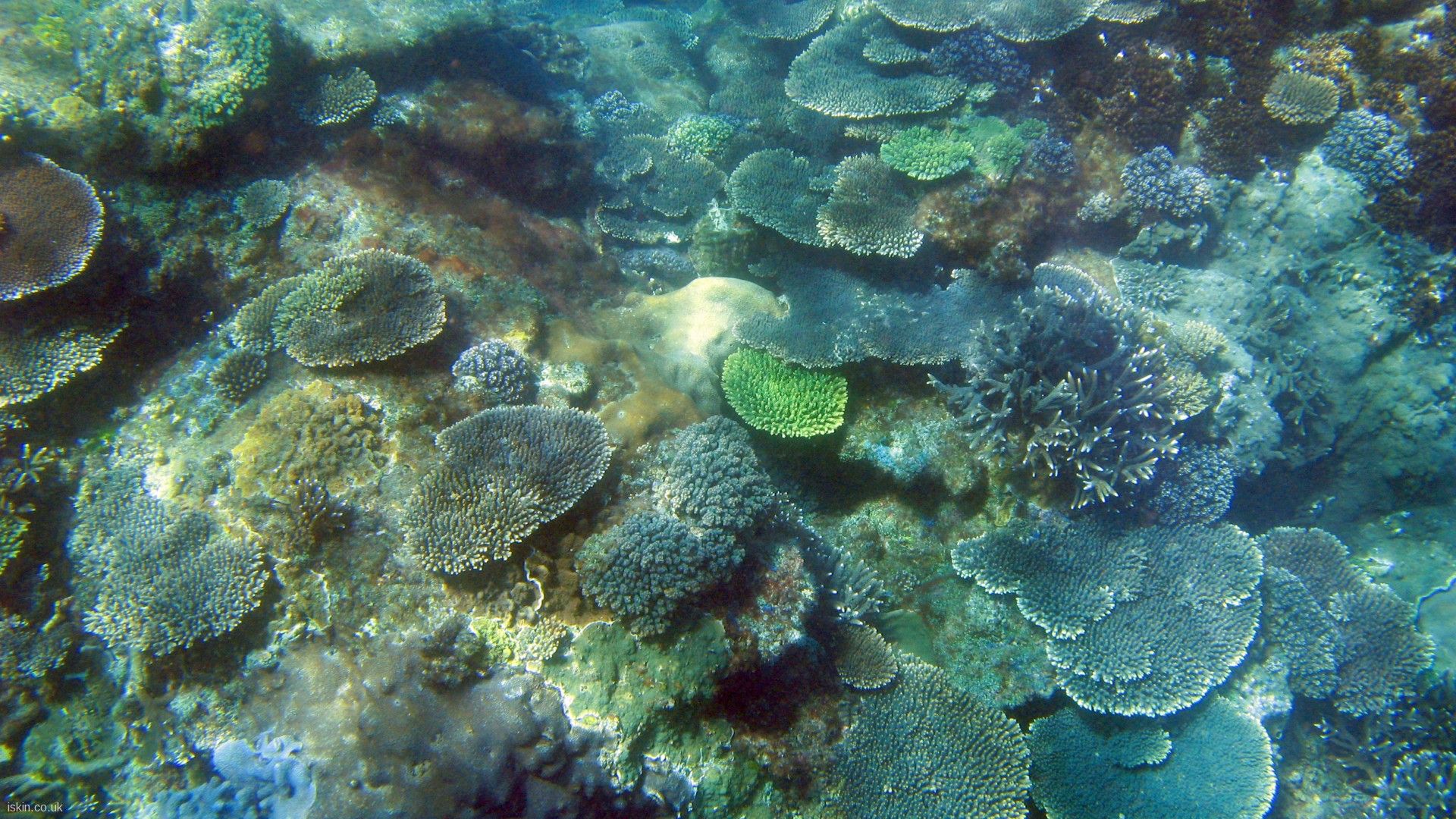 Coral Formations In Hardy Reef Wallpaper Glass