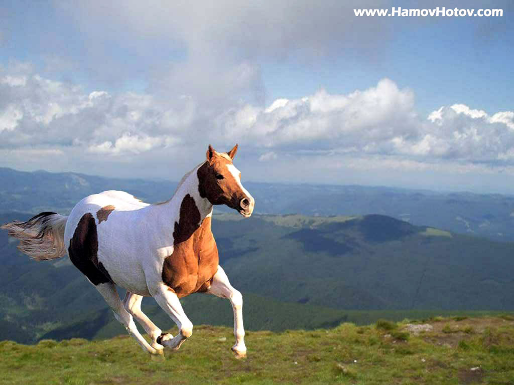 Cute Horse Wallpaper HD Widescreen Desktop