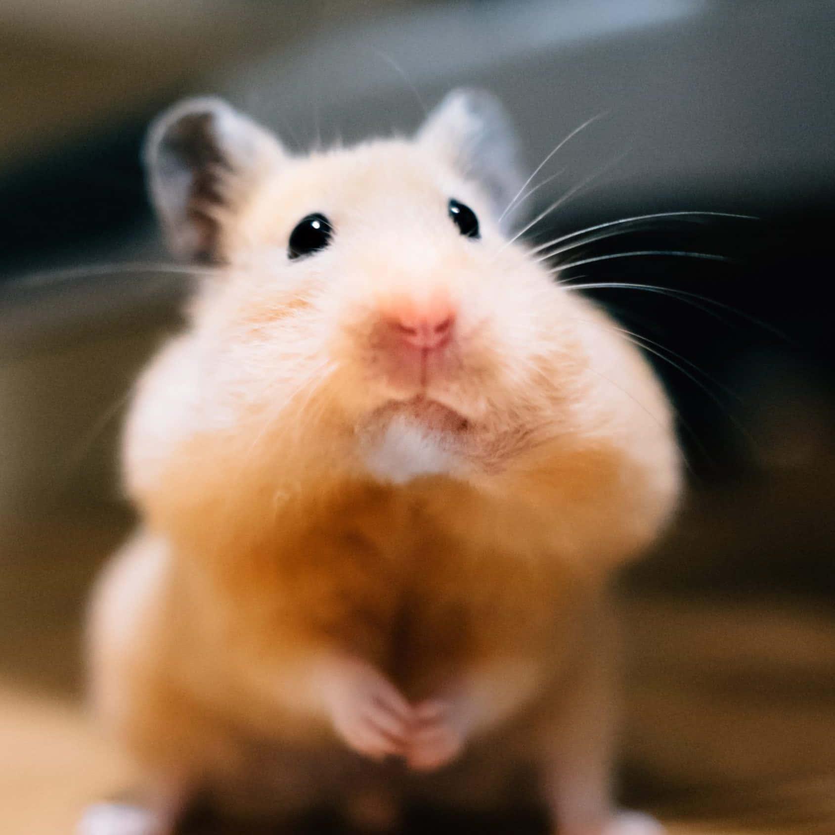 Funny Hamster Pictures
