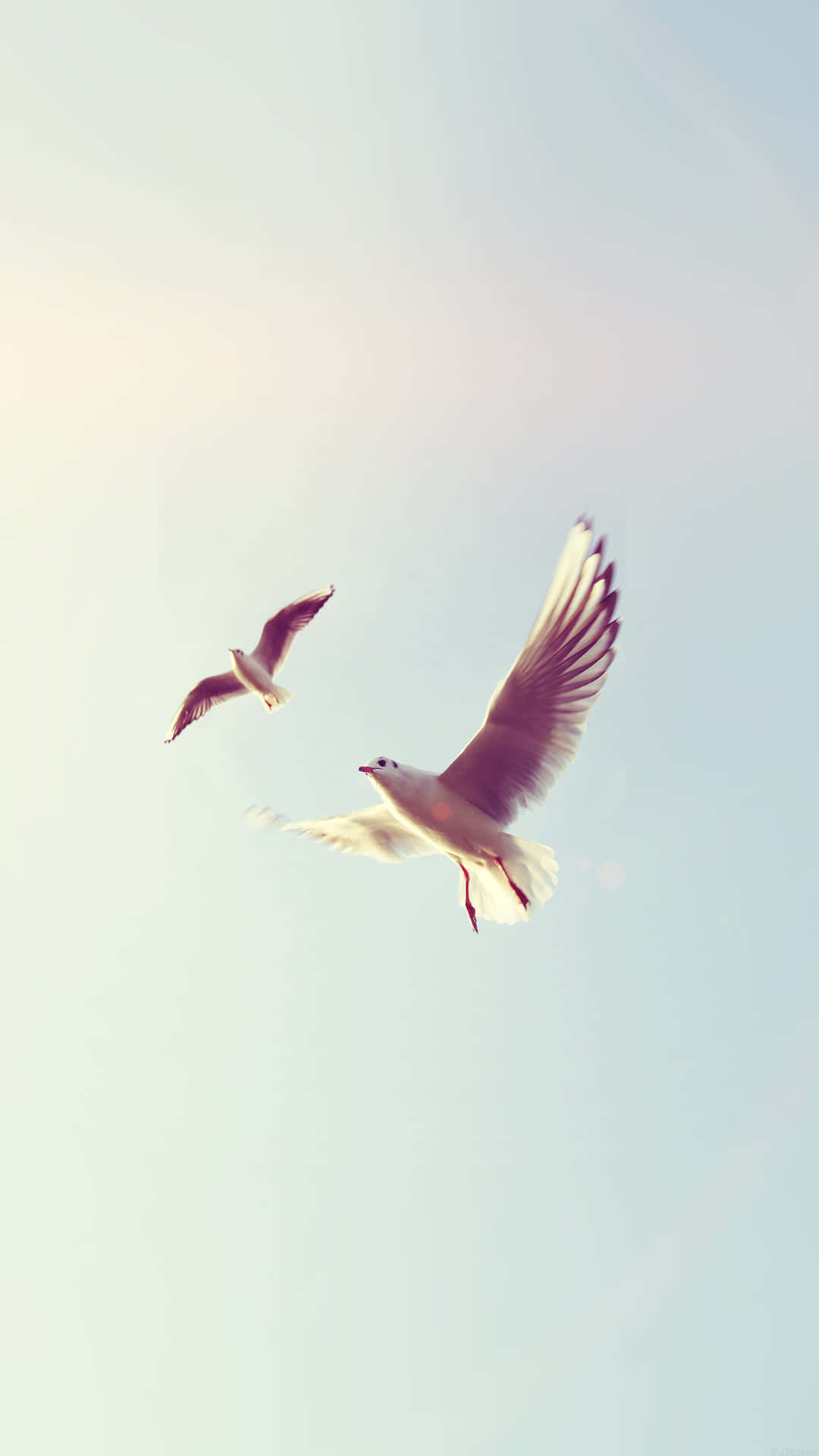 Bird iPhone Wallpaper