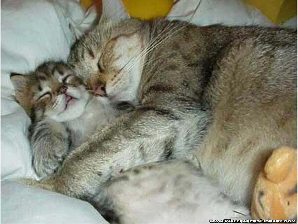 Funny Image Gallery Dailymotion Cats A Animals Video